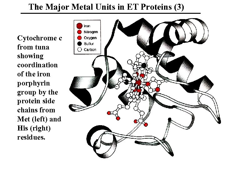 The Major Metal Units in ET Proteins (3) Cytochrome c from tuna showing coordination