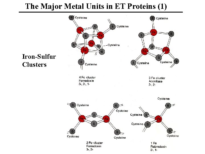 The Major Metal Units in ET Proteins (1) Iron-Sulfur Clusters 