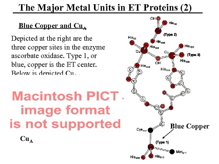 The Major Metal Units in ET Proteins (2) Blue Copper and Cu. A Depicted