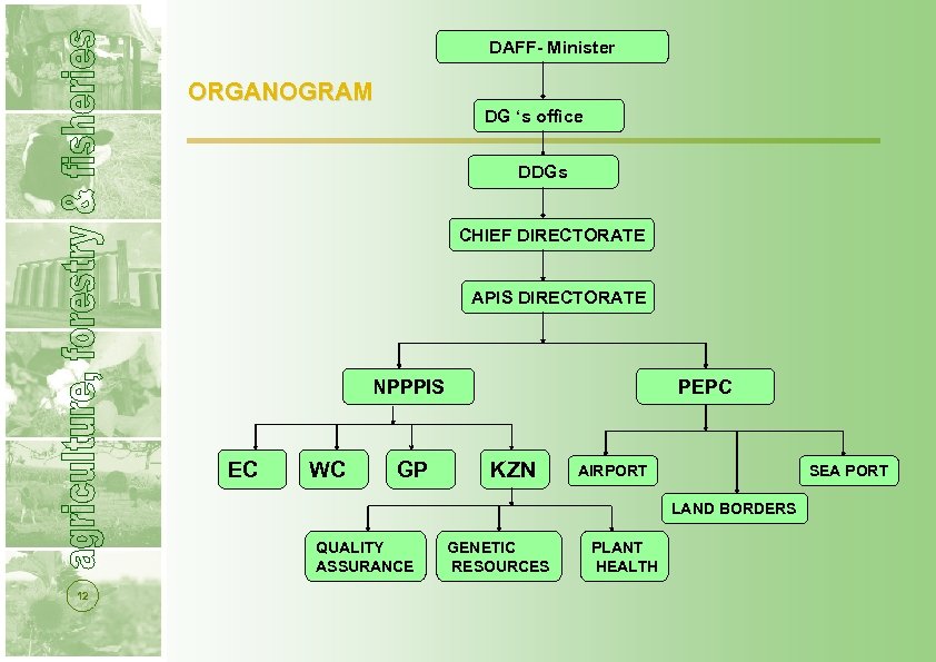 DAFF- Minister ORGANOGRAM DG ‘s office DDGs CHIEF DIRECTORATE APIS DIRECTORATE NPPPIS EC WC