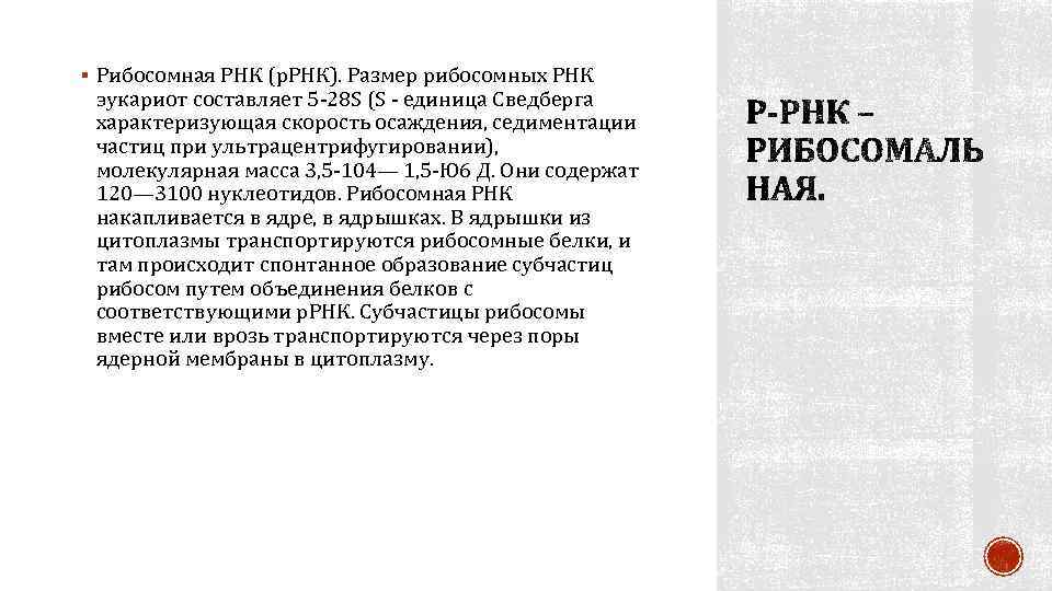 § Рибосомная РНК (р. РНК). Размер рибосомных РНК эукариот составляет 5‑ 28 S (S