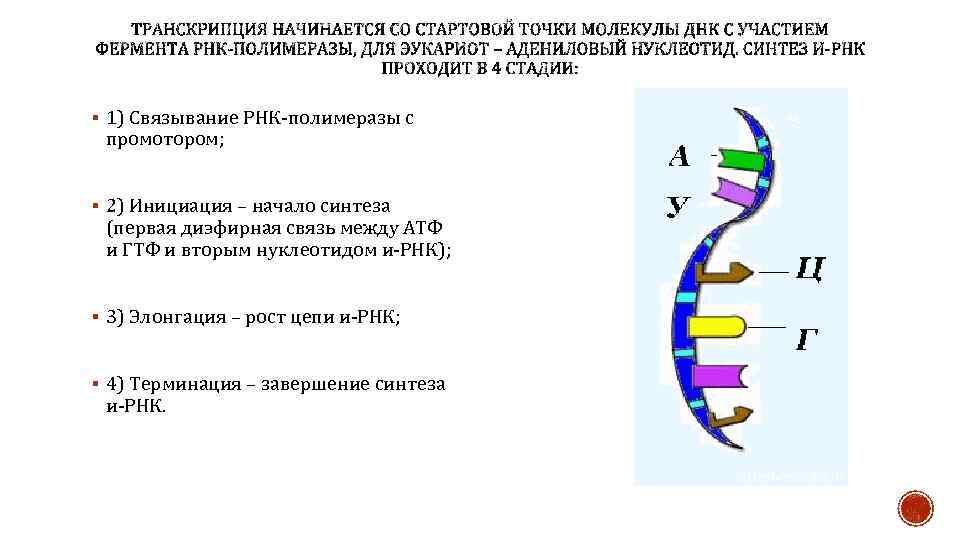 Инициация синтеза РНК. Схема РНК полимеразы. Исходный продукт синтеза РНК. Направление движения фермента РНК полимеразы.