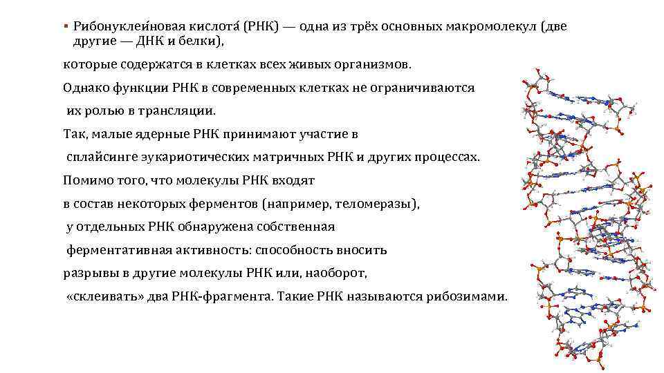 § Рибонуклеи новая кислота (РНК) — одна из трёх основных макромолекул (две другие —