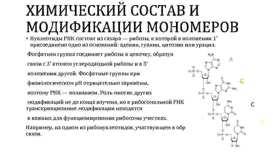 § Нуклеотиды РНК состоят из сахара — рибозы, к которой в положении 1' присоединено