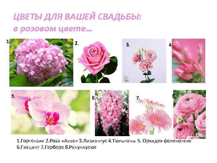 ЦВЕТЫ ДЛЯ ВАШЕЙ СВАДЬБЫ: в розовом цвете… 1. 2. 5. 3. 6. 4. 7.