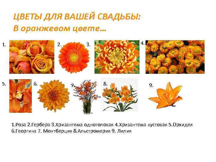ЦВЕТЫ ДЛЯ ВАШЕЙ СВАДЬБЫ: В оранжевом цвете… 1. 5. 2. 6. 4. 3. 7.