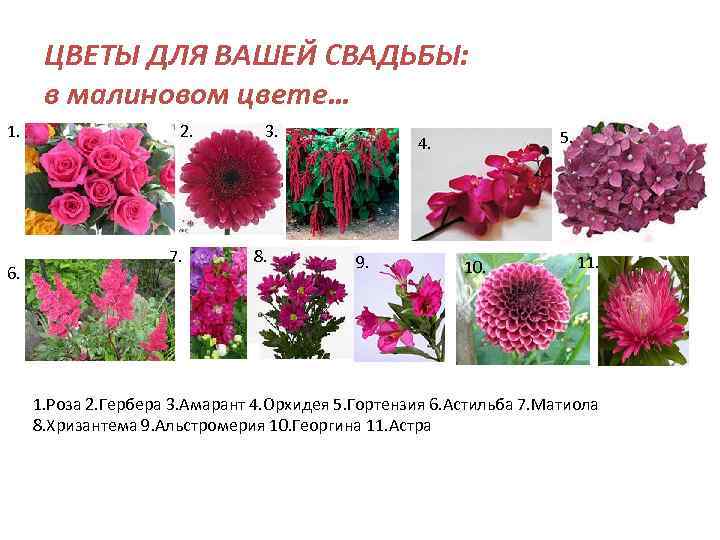 ЦВЕТЫ ДЛЯ ВАШЕЙ СВАДЬБЫ: в малиновом цвете… 1. 6. 2. 7. 3. 8. 5.