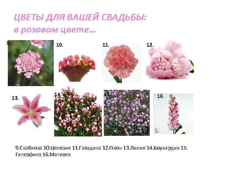 ЦВЕТЫ ДЛЯ ВАШЕЙ СВАДЬБЫ: в розовом цвете… 9. 10. 13. 14. 11. 15. 12.