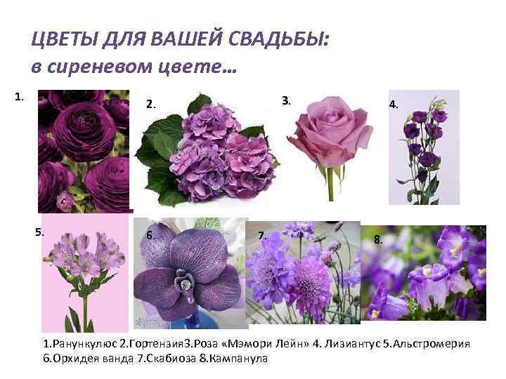 ЦВЕТЫ ДЛЯ ВАШЕЙ СВАДЬБЫ: в сиреневом цвете… 1. 3. 2. 5. 6. 7. 4.