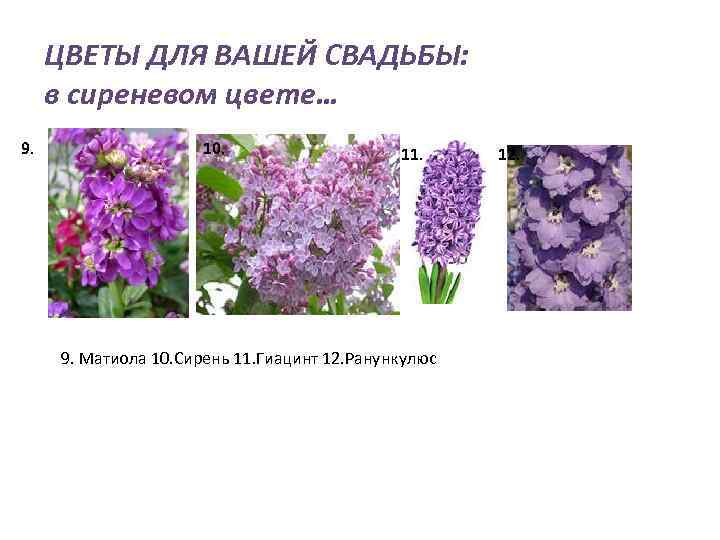 ЦВЕТЫ ДЛЯ ВАШЕЙ СВАДЬБЫ: в сиреневом цвете… 9. 10. 11. 9. Матиола 10. Сирень