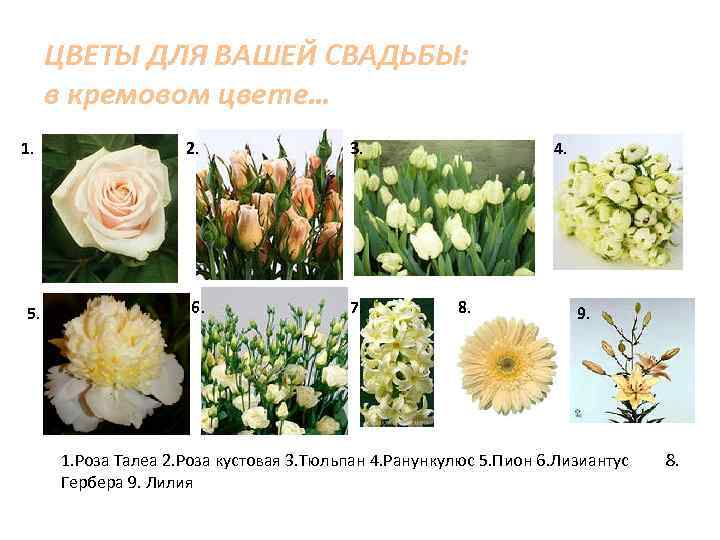 ЦВЕТЫ ДЛЯ ВАШЕЙ СВАДЬБЫ: в кремовом цвете… 1. 5. 2. 6. 3. 7. 4.