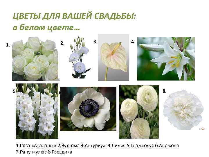 ЦВЕТЫ ДЛЯ ВАШЕЙ СВАДЬБЫ: в белом цвете… 2. 1. 5. 6. 3. 4. 7.