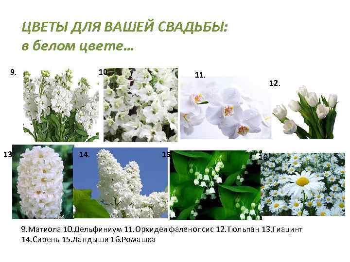 ЦВЕТЫ ДЛЯ ВАШЕЙ СВАДЬБЫ: в белом цвете… 9. 13. 10. 14. 11. 15. 12.