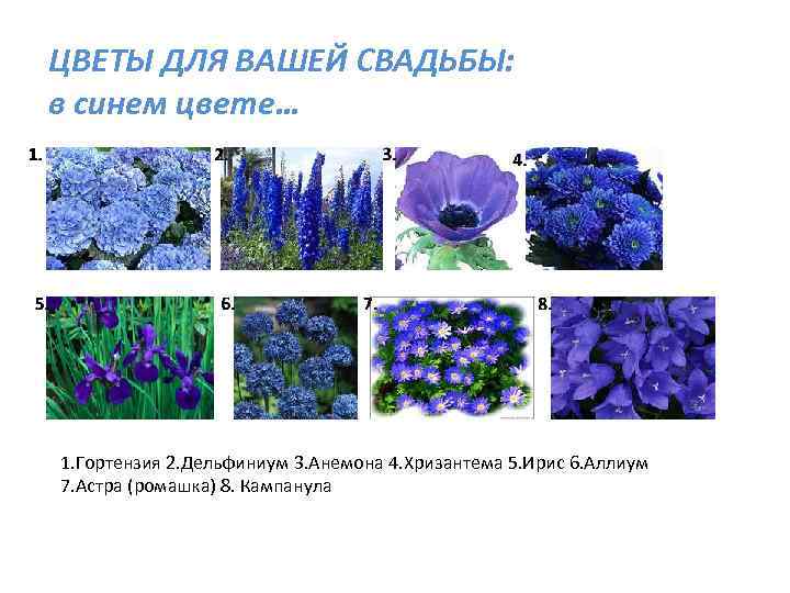 ЦВЕТЫ ДЛЯ ВАШЕЙ СВАДЬБЫ: в синем цвете… 1. Гортензия 2. Дельфиниум 3. Анемона 4.