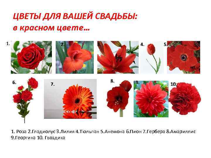 ЦВЕТЫ ДЛЯ ВАШЕЙ СВАДЬБЫ: в красном цвете… 1. Роза 2. Гладиолус 3. Лилия 4.