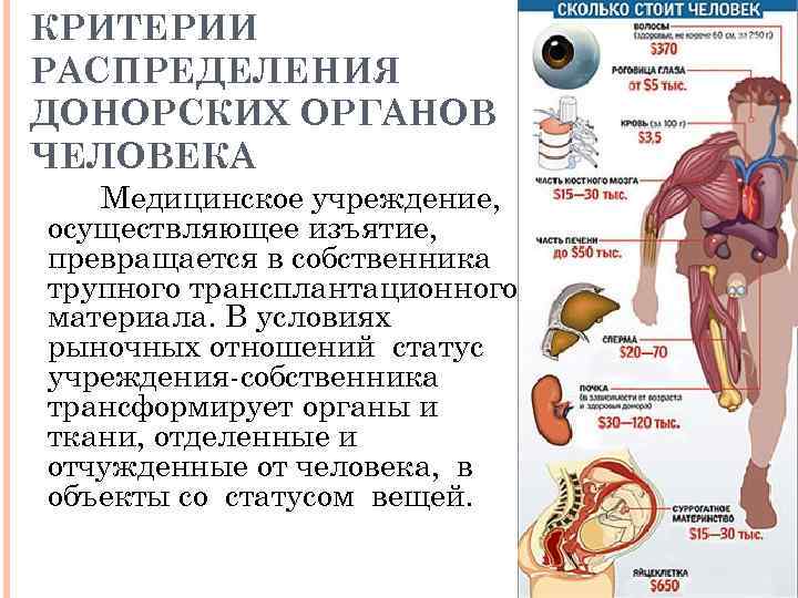 КРИТЕРИИ РАСПРЕДЕЛЕНИЯ ДОНОРСКИХ ОРГАНОВ ЧЕЛОВЕКА Медицинское учреждение, осуществляющее изъятие, превращается в собственника трупного трансплантационного