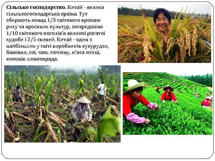 Сільське господарство. Китай - велика сільськогосподарська країна. Тут збирають понад 1/3 світового врожаю рису