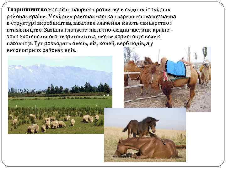 Тваринництво має різні напрями розвитку в східних і західних районах країни. У східних районах