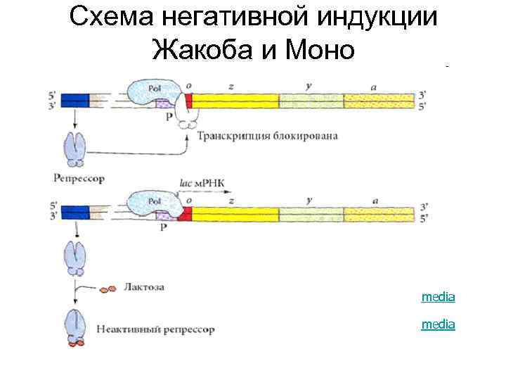 Строение оперона схема ф жакоба и ж моно