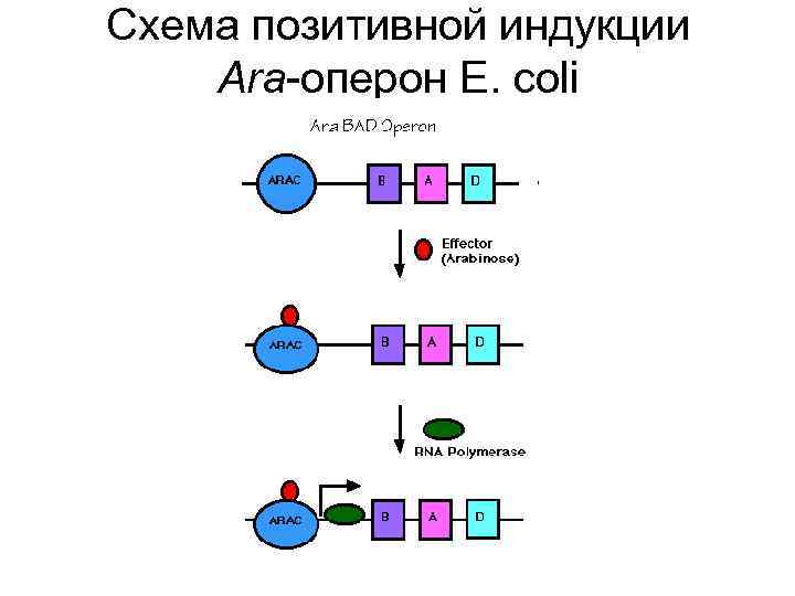 Схема позитивной индукции Аra оперон E. сoli 