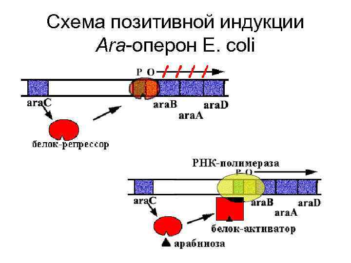 Транскрипция оперона