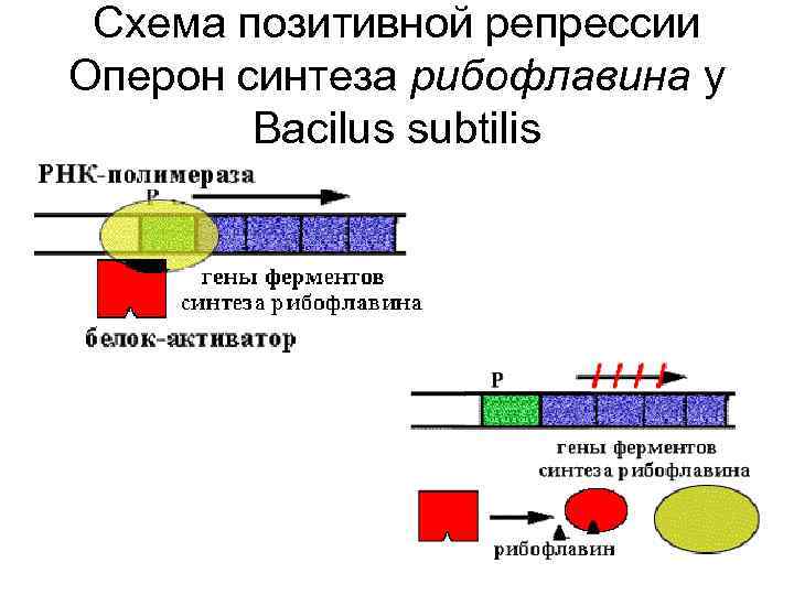 Схема строения оперонов бактерий