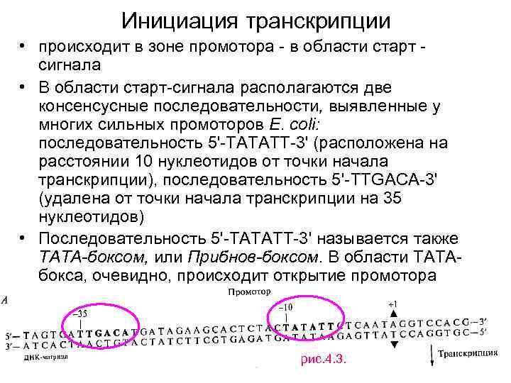 Инициация транскрипции • происходит в зоне промотора в области старт сигнала • В области