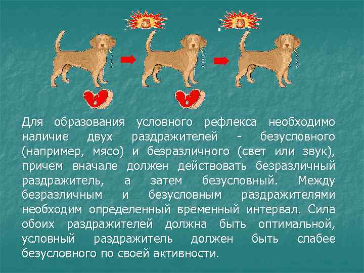 Для образования условного рефлекса необходимо наличие двух раздражителей безусловного (например, мясо) и безразличного (свет