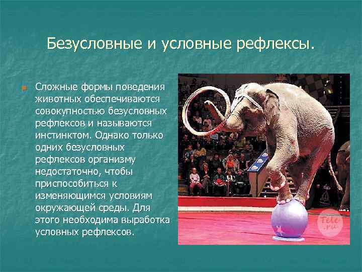 Безусловные и условные рефлексы. n Сложные формы поведения животных обеспечиваются совокупностью безусловных рефлексов и