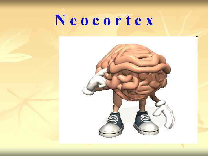 Neocortex 