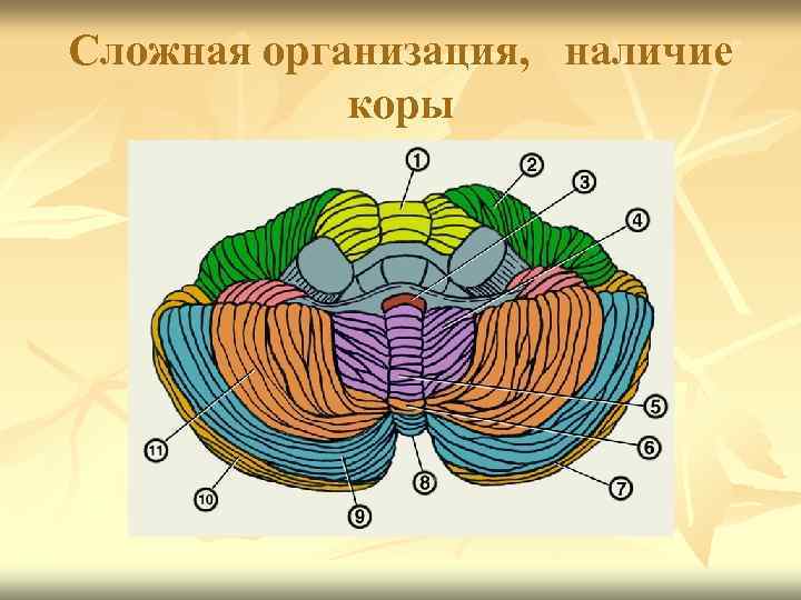 Сложная организация, наличие коры 