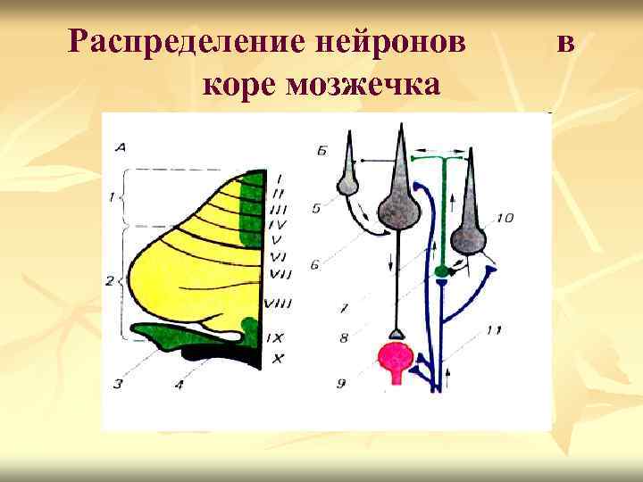 Распределение нейронов коре мозжечка в 