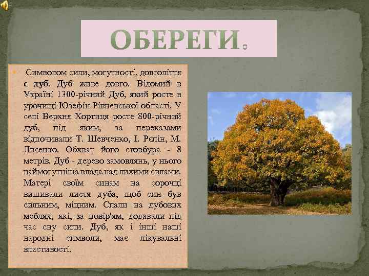  Символом сили, могутності, довголіття є дуб. Дуб живе довго. Відомий в Україні 1300