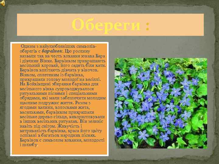 Обереги : Одним з найулюбленіших символівоберегів є барвінок. Цю рослину назвали так на честь