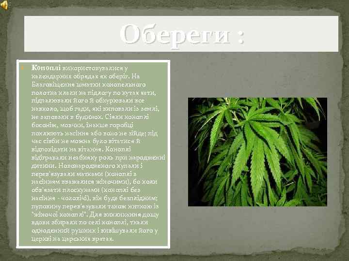 Обереги : Коноплі використовувалися у календарних обрядах як оберіг. На Благовіщення шматки конопельного полотна