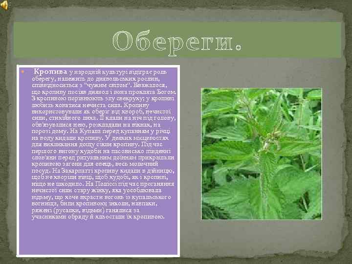  Кропива у народній культурі відіграє роль оберегу, належить до диявольських рослин, співвідноситься з