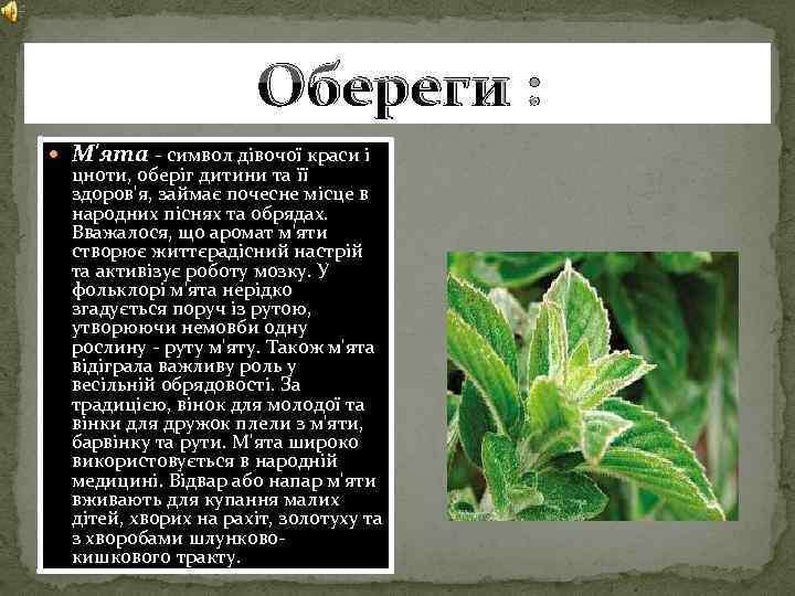 Обереги : М'ята - символ дівочої краси і цноти, оберіг дитини та її здоров'я,