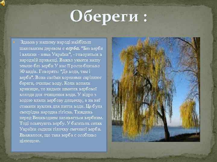 Обереги : Здавна у нашому народі найбільш шанованим деревом є верба. "Без верби і
