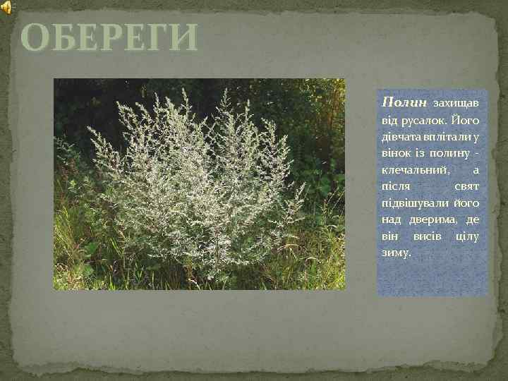 ОБЕРЕГИ Полин захищав від русалок. Його дівчата вплітали у вінок із полину клечальний, а