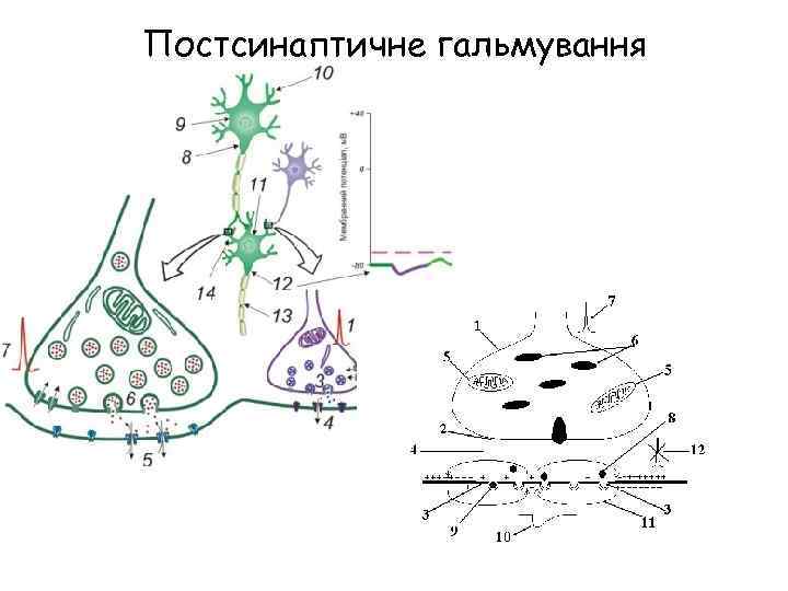 Постсинаптичне гальмування 