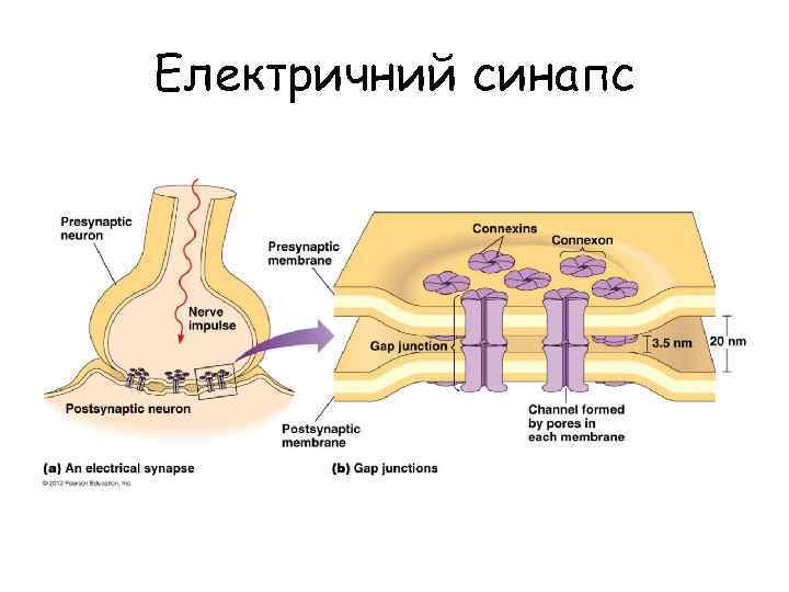 Електричний синапс 