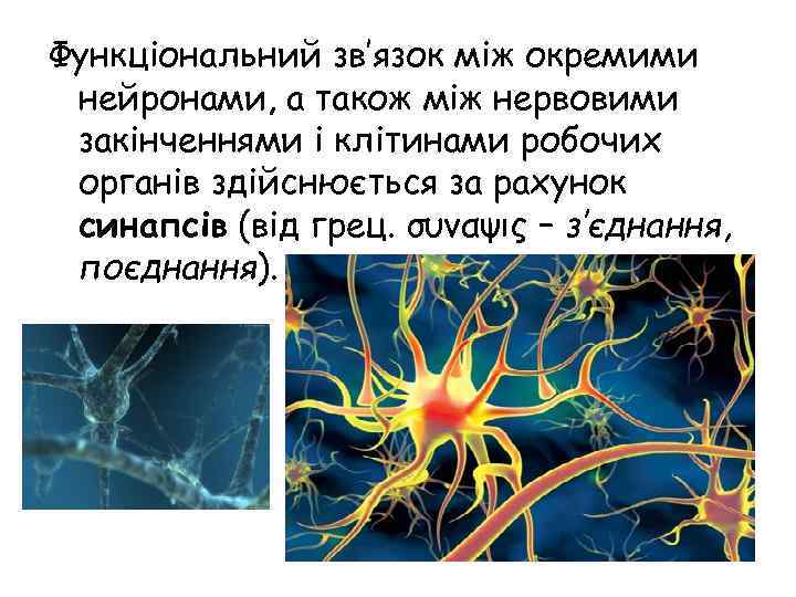 Функціональний зв’язок між окремими нейронами, а також між нервовими закінченнями і клітинами робочих органів