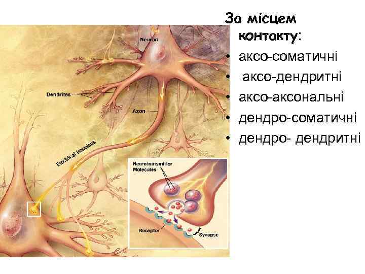 За місцем контакту: • аксо-соматичні • аксо-дендритні • аксо-аксональні • дендро-соматичні • дендро- дендритні