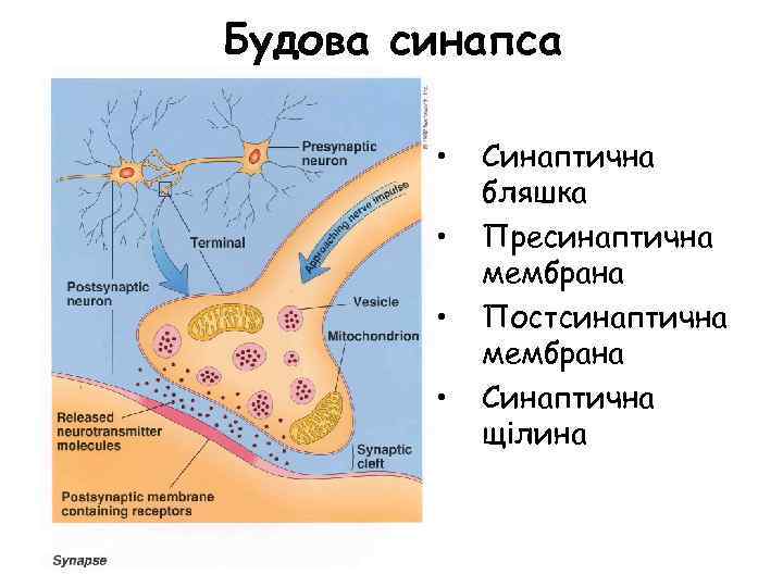 Будова синапса • • Синаптична бляшка Пресинаптична мембрана Постсинаптична мембрана Синаптична щілина 