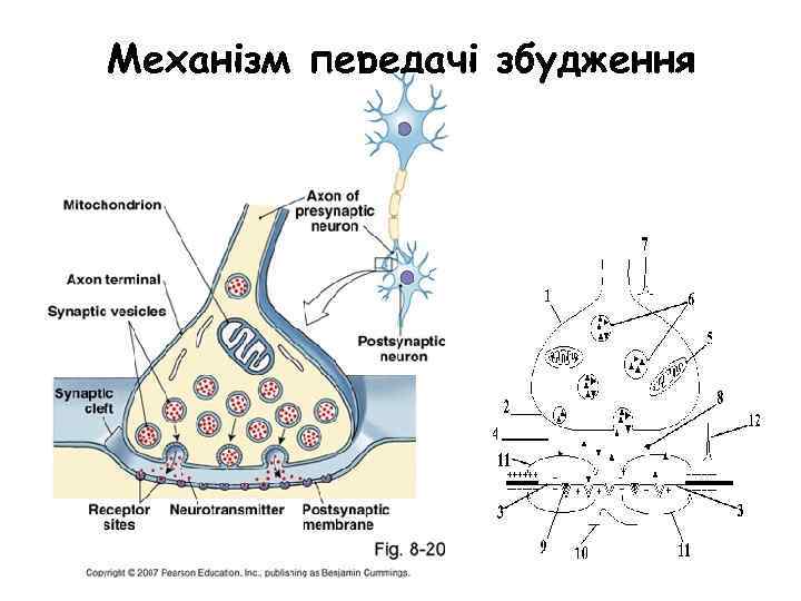 Аксосоматический синапс схема