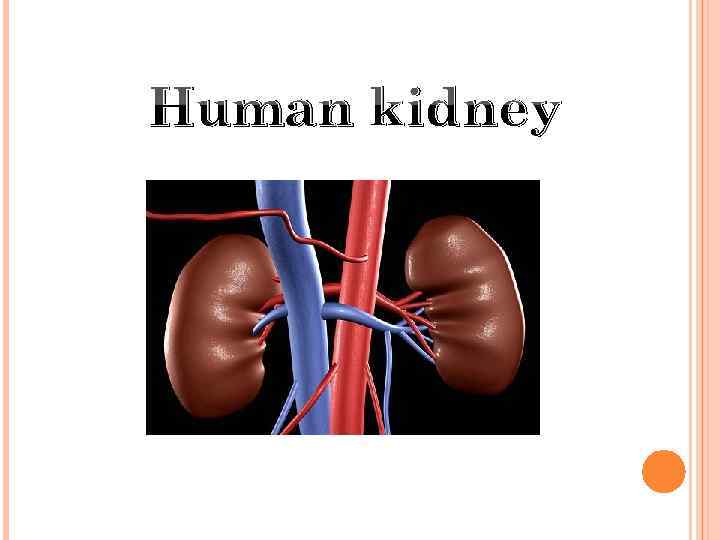 Human kidney 