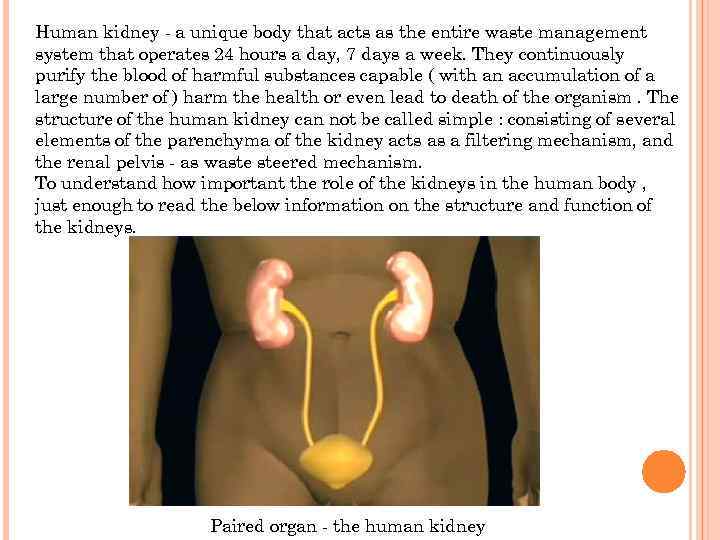 Human kidney - a unique body that acts as the entire waste management system
