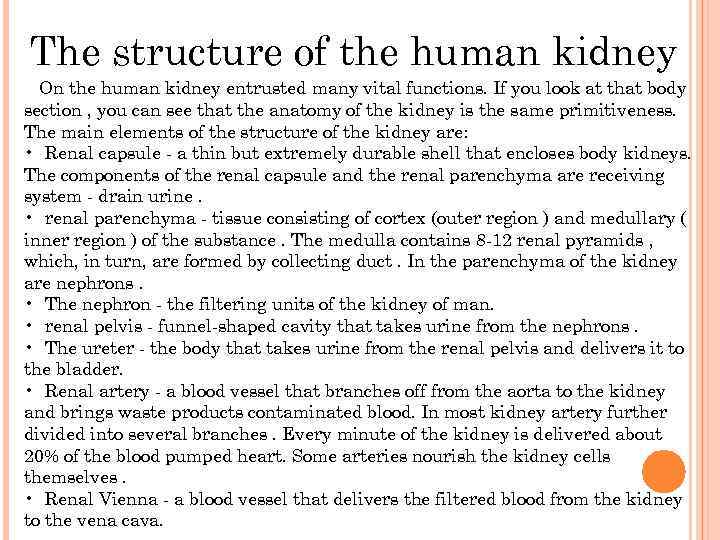 The structure of the human kidney On the human kidney entrusted many vital functions.