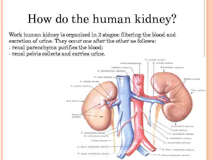 How do the human kidney? Work human kidney is organized in 2 stages: filtering