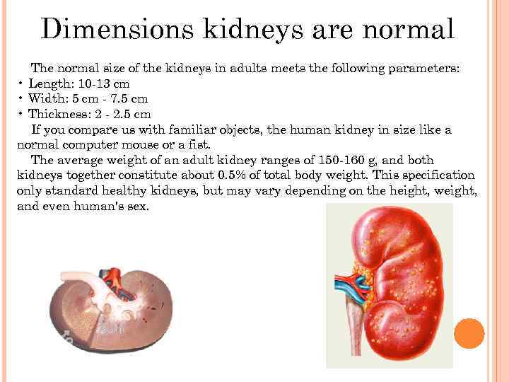 Dimensions kidneys are normal The normal size of the kidneys in adults meets the